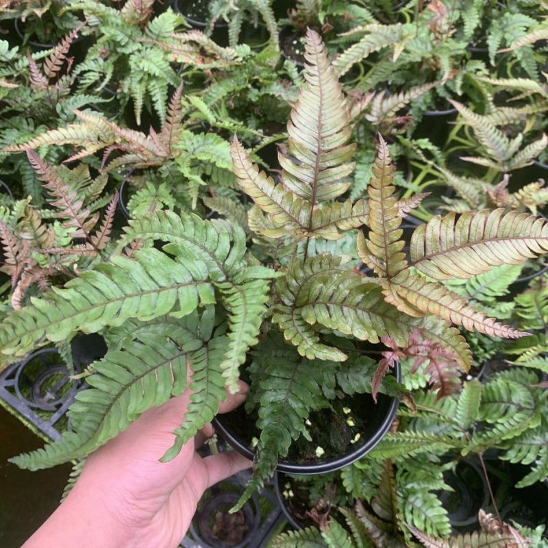 三色凤尾蕨热卖蕨类室内盆栽绿植热带雨林缸底层植物造景