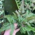 三色凤尾蕨热卖蕨类室内盆栽绿植热带雨林缸底层植物造景