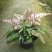 三色凤尾蕨热卖蕨类室内盆栽绿植热带雨林缸底层植物造景
