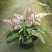 三色凤尾蕨热卖蕨类室内盆栽绿植热带雨林缸底层植物造景
