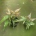 三色凤尾蕨热卖蕨类室内盆栽绿植热带雨林缸底层植物造景