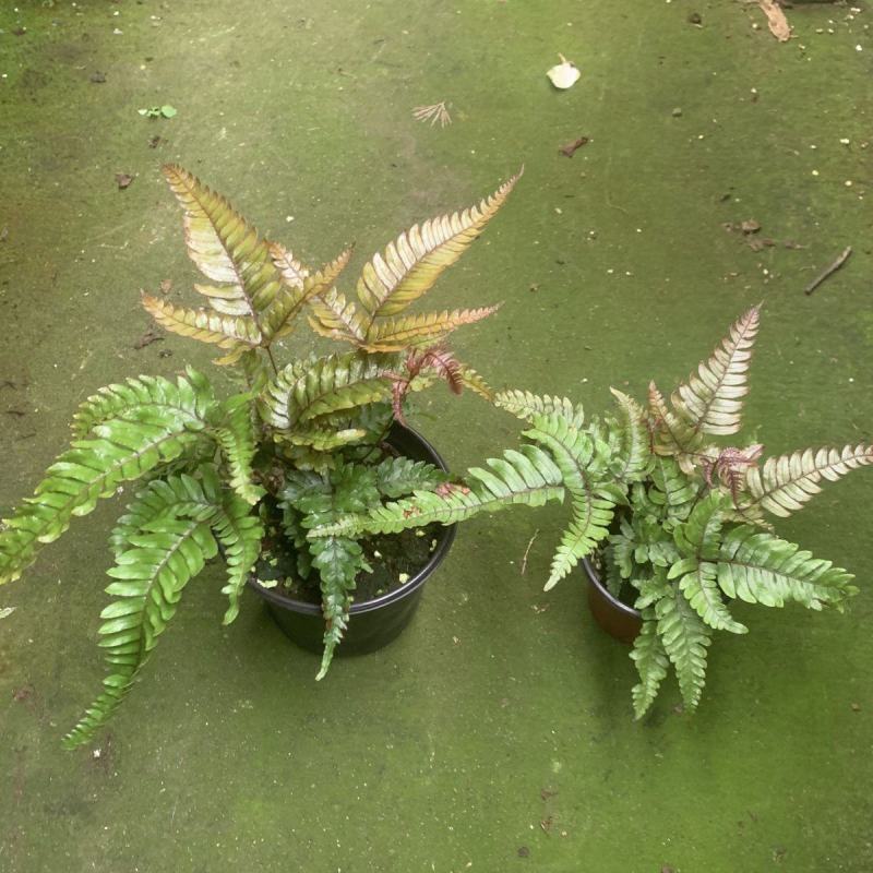 三色凤尾蕨热卖蕨类室内盆栽绿植热带雨林缸底层植物造景