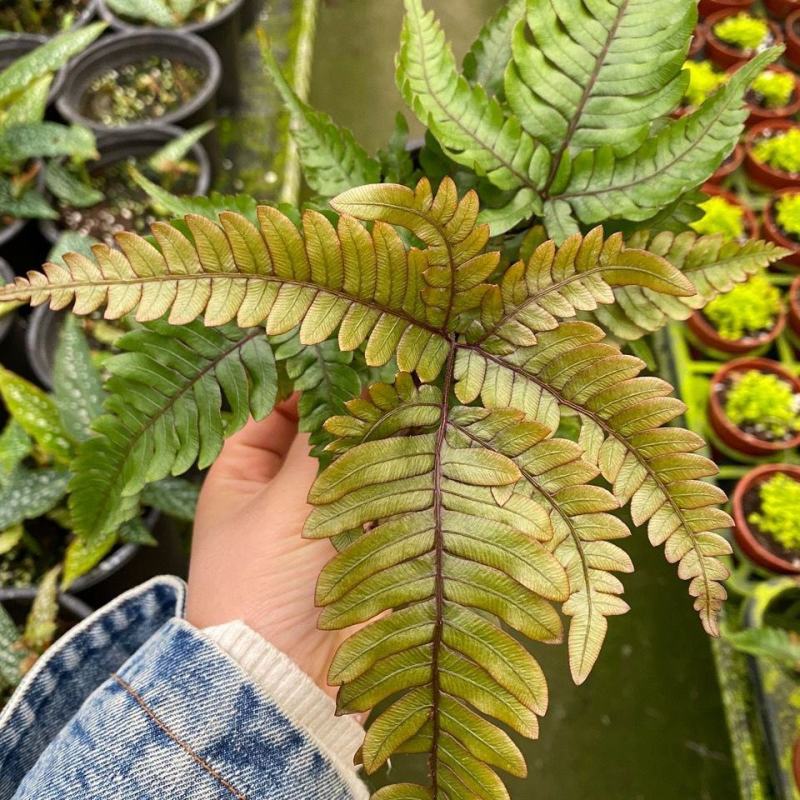 三色凤尾蕨热卖蕨类室内盆栽绿植热带雨林缸底层植物造景