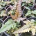 三色凤尾蕨热卖蕨类室内盆栽绿植热带雨林缸底层植物造景