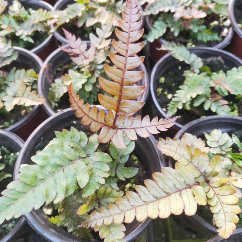 三色凤尾蕨热卖蕨类室内盆栽绿植热带雨林缸底层植物造景