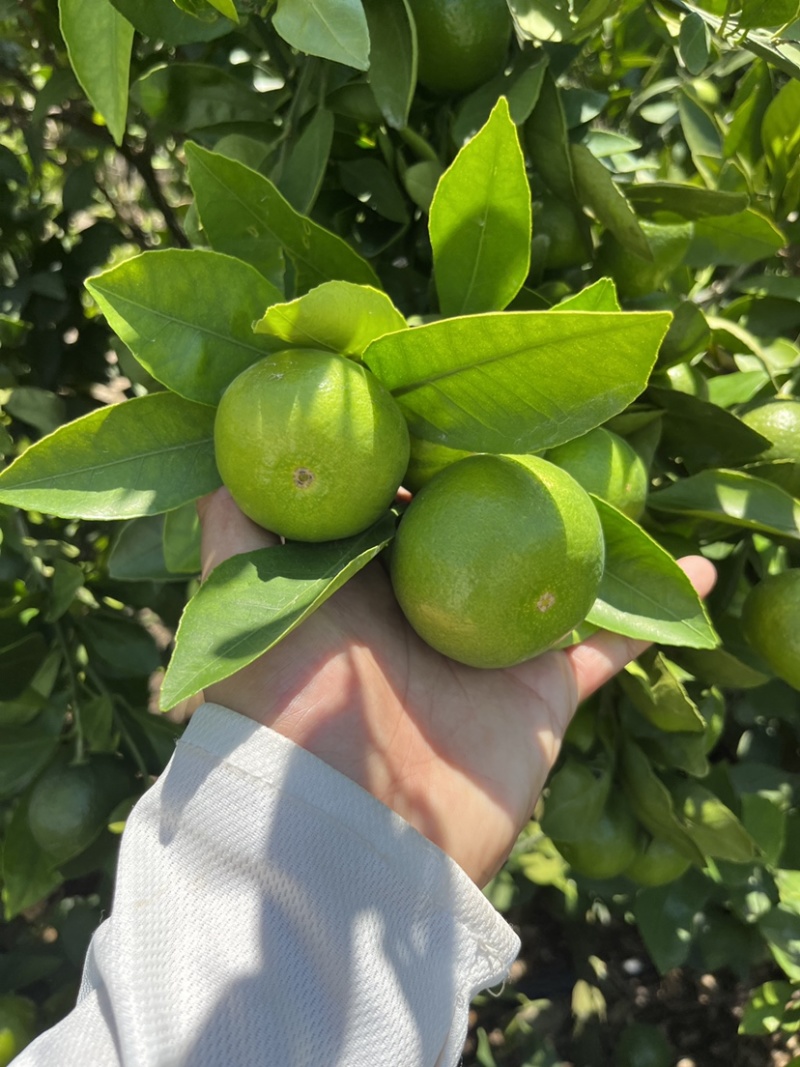 湖北高山特早蜜橘皮薄多汁入口即化对接电商平台市场