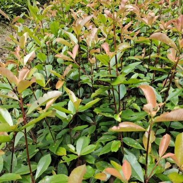 高度50公分红叶石楠小苗，基地直销，价格实惠