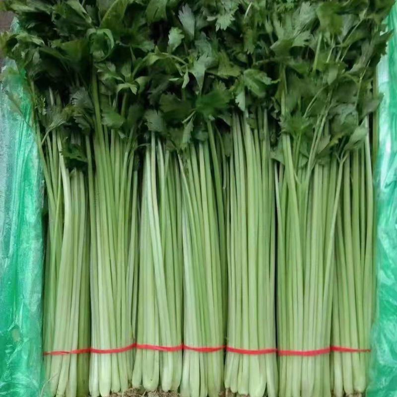 香芹每日大量有货，另有多种叶菜类蔬菜配车，需要联系