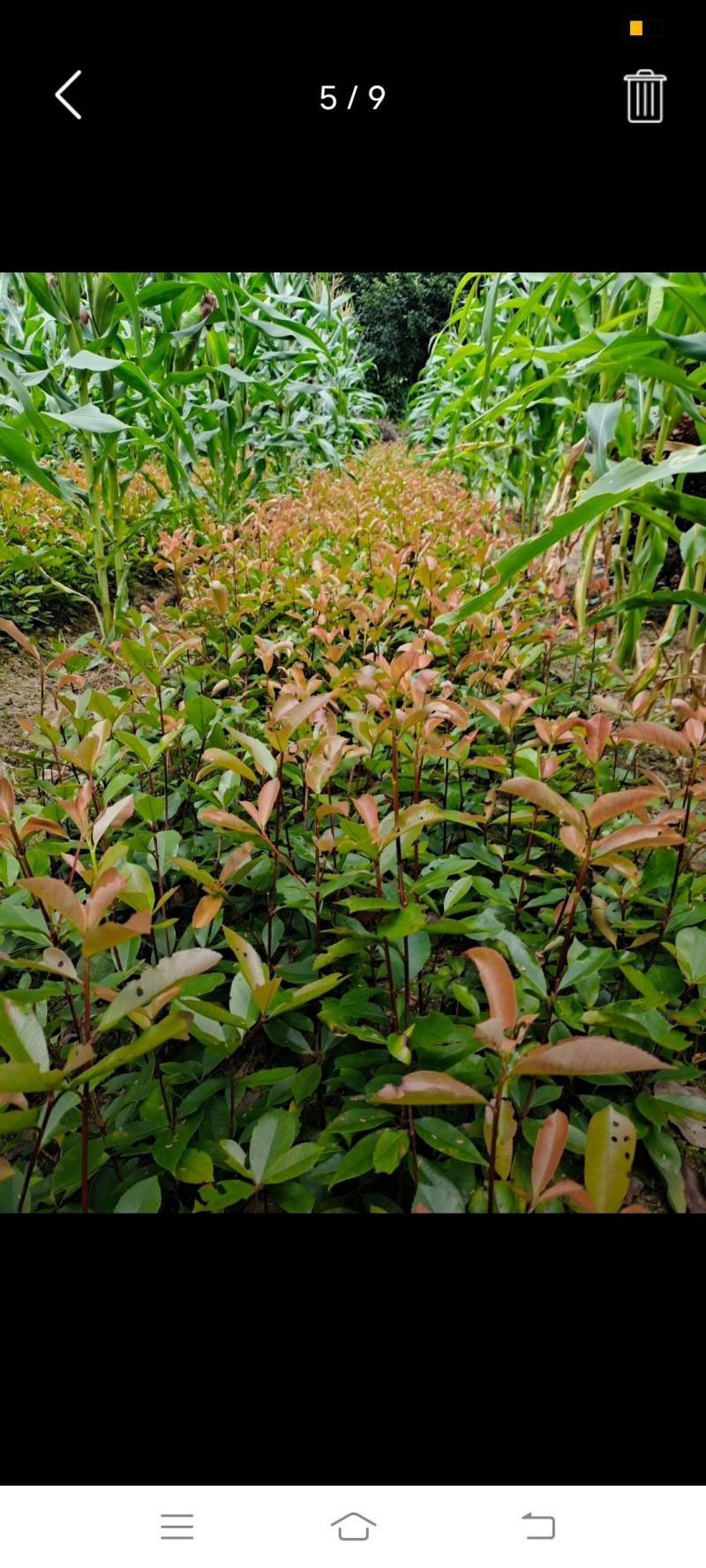 高度50公分红叶石楠小苗，基地直销，价格实惠