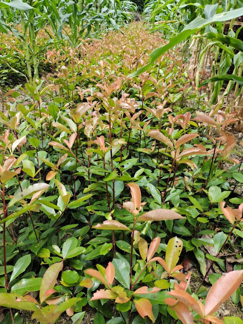高度50公分红叶石楠小苗，基地直销，价格实惠