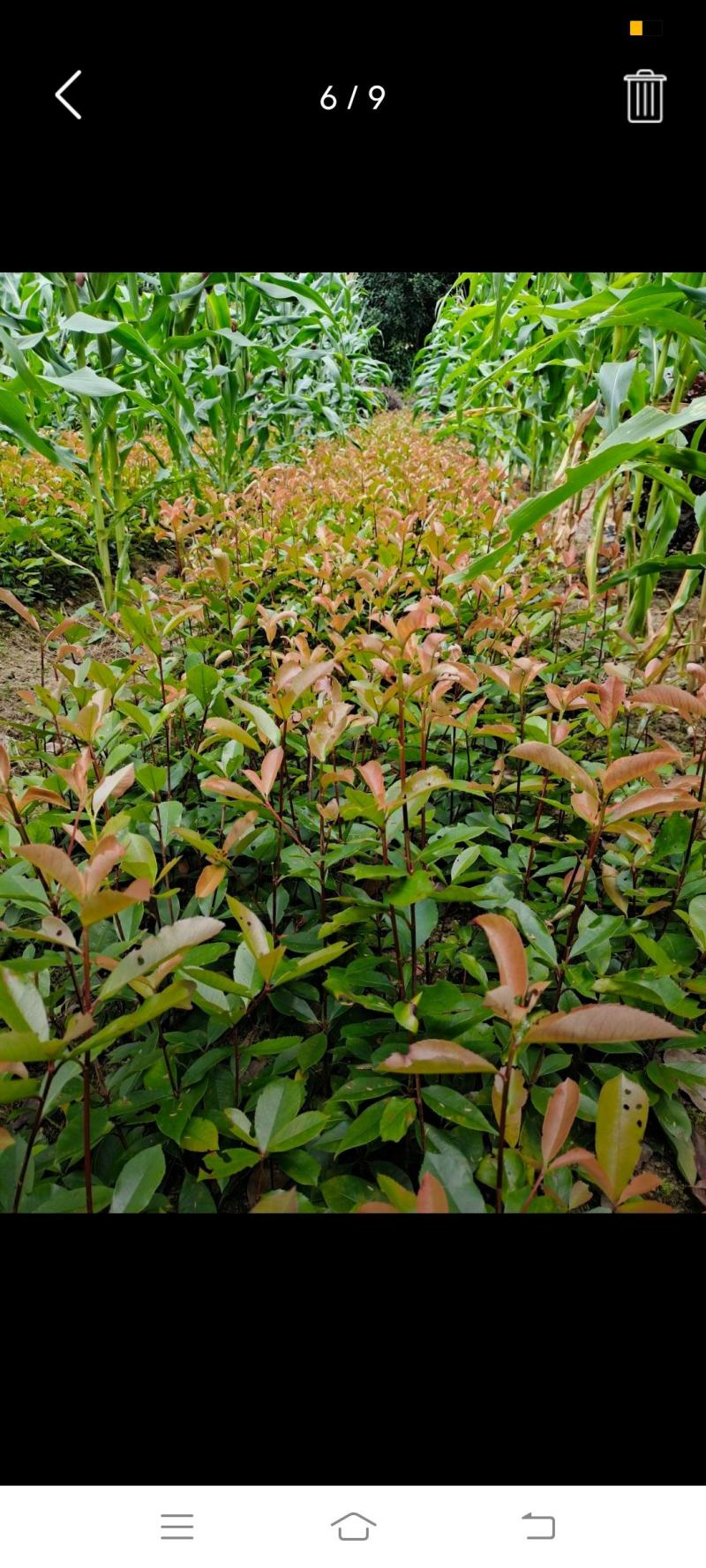高度50公分红叶石楠小苗，基地直销，价格实惠