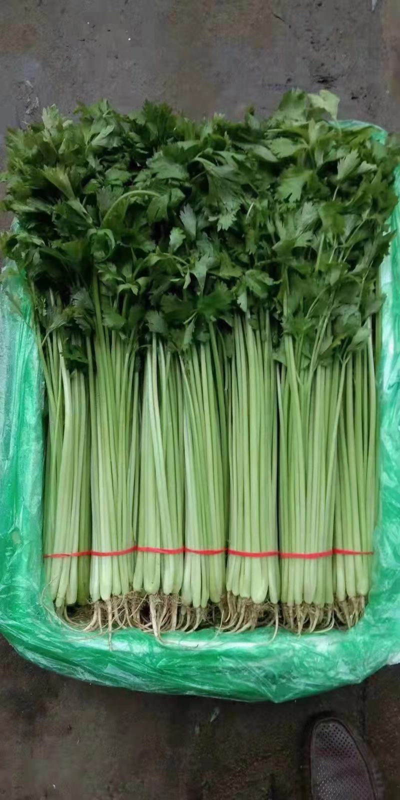 香芹每日大量有货，另有多种叶菜类蔬菜配车，需要联系