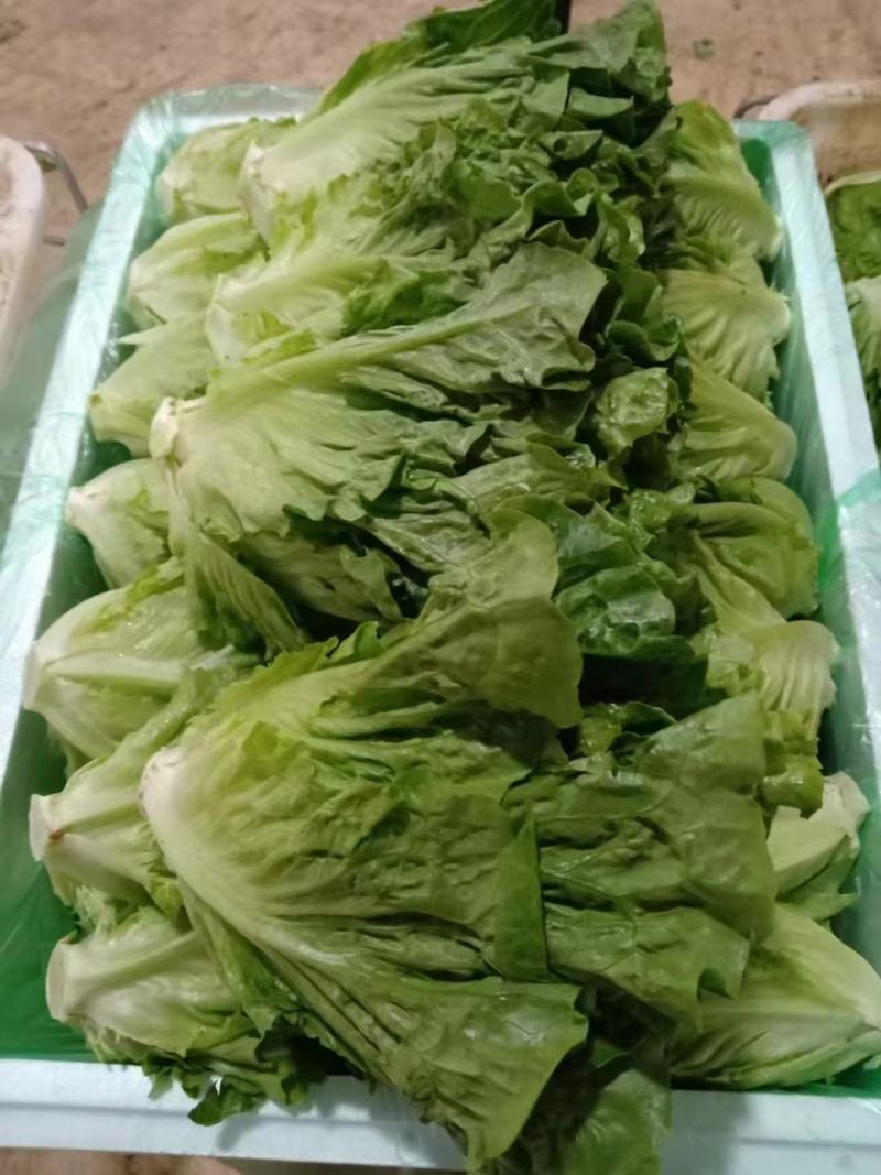 香芹每日大量有货，另有多种叶菜类蔬菜配车，需要联系