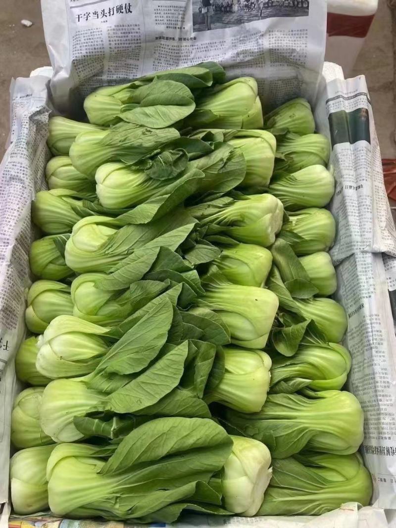 香芹每日大量有货，另有多种叶菜类蔬菜配车，需要联系