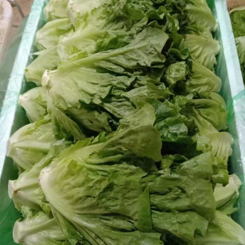 意大利生菜大量有货有需要的联系我另有多种蔬菜