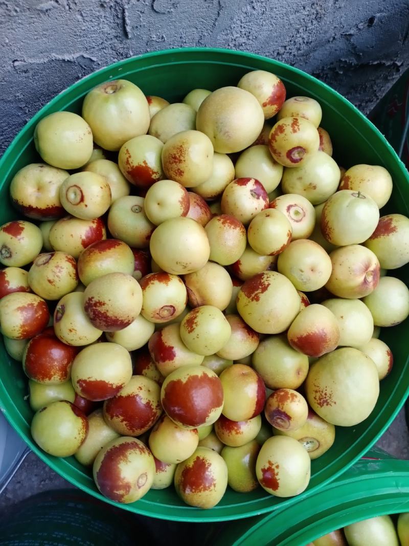 冬枣