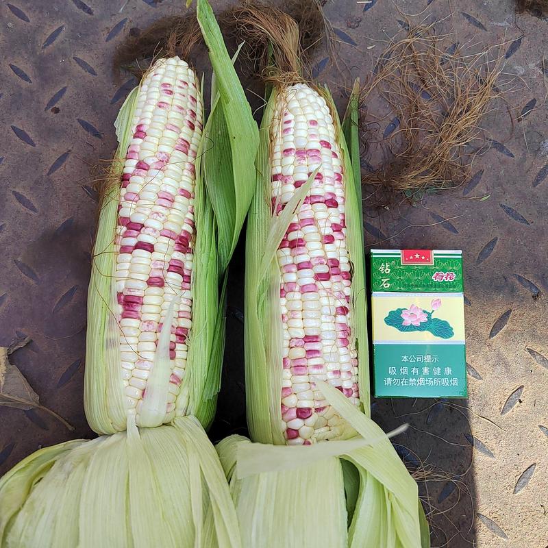 四川基地大量供应花糯玉米，个大清秀无虫价优