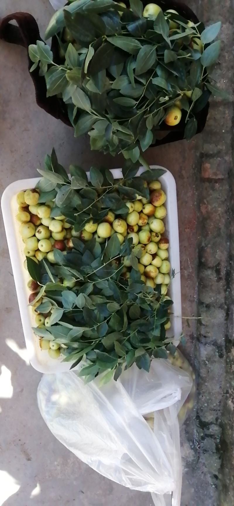 云南蒙自冬枣