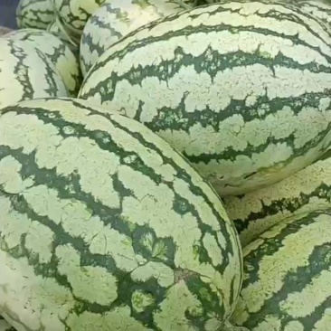 硒砂瓜