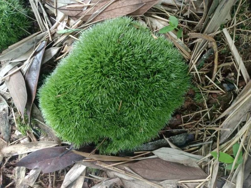 青苔