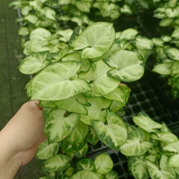 绿精灵合果芋盆栽室内水养水培植物好养的喜阴花卉四季常青
