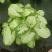绿精灵合果芋盆栽室内水养水培植物好养的喜阴花卉四季常青