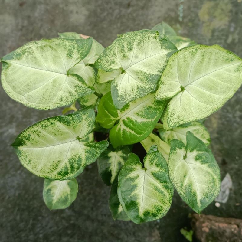 绿精灵合果芋盆栽室内水养水培植物好养的喜阴花卉四季常青