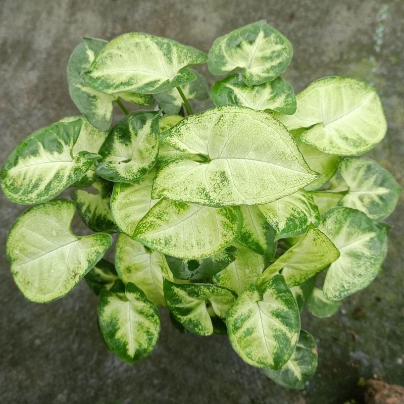 绿精灵合果芋盆栽室内水养水培植物好养的喜阴花卉四季常青
