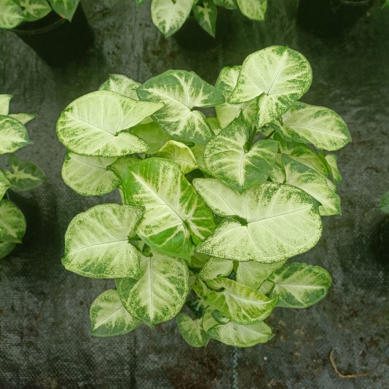 绿精灵合果芋盆栽室内水养水培植物好养的喜阴花卉四季常青