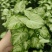 绿精灵合果芋盆栽室内水养水培植物好养的喜阴花卉四季常青