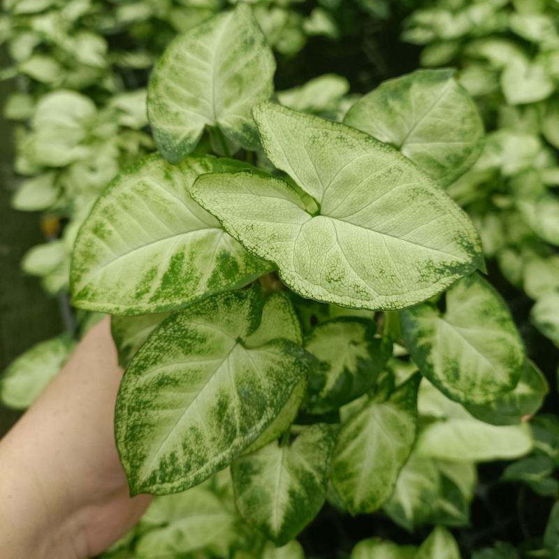 绿精灵合果芋盆栽室内水养水培植物好养的喜阴花卉四季常青
