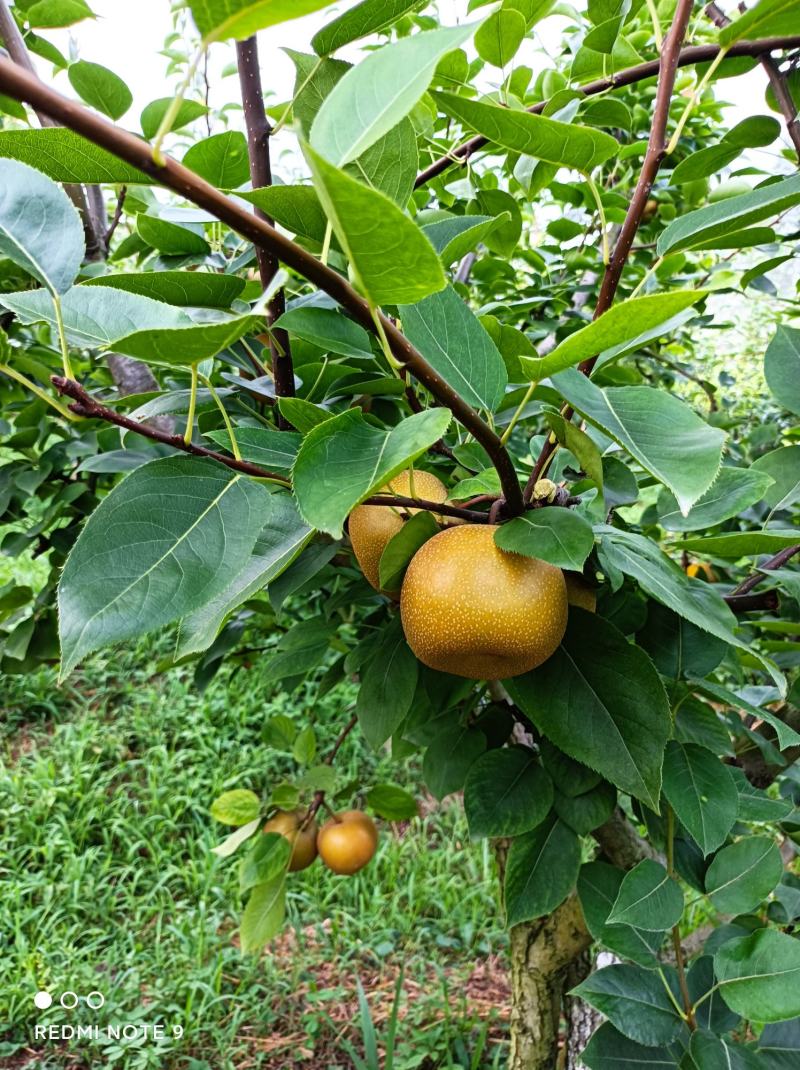 上海崇明岛上海蜜梨，甜度高，口感好！