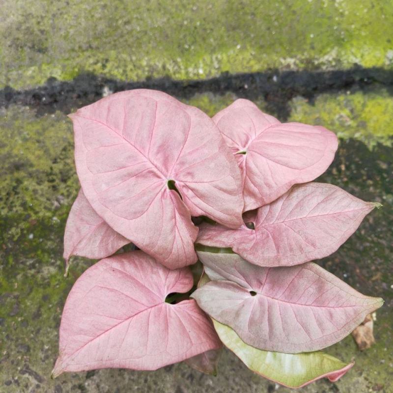 彩叶合果芋室内桌面小盆栽金童子绿精灵红粉佳人四季常青花卉