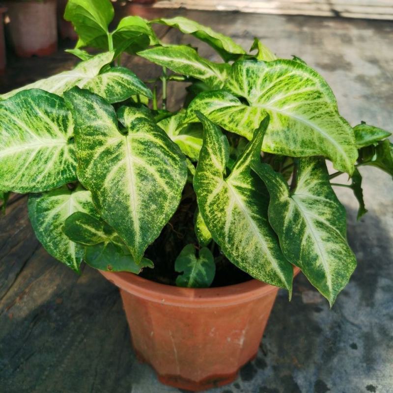 彩叶合果芋室内桌面小盆栽金童子绿精灵红粉佳人四季常青花卉