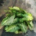 彩叶合果芋室内桌面小盆栽金童子绿精灵红粉佳人四季常青花卉