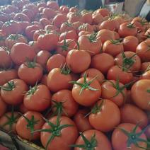 西红柿大量上市，品质好，价格好，需要的看过来