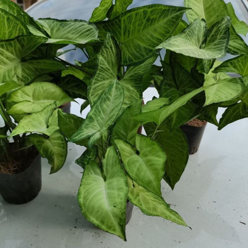 绿精灵合果芋盆栽室内水养水培植物好养的喜阴花卉四季常青