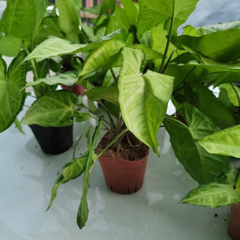 绿精灵合果芋盆栽室内水养水培植物好养的喜阴花卉四季常青