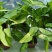 绿精灵合果芋盆栽室内水养水培植物好养的喜阴花卉四季常青