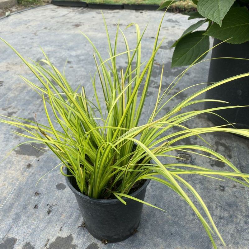 金叶石菖蒲银线矮蒲苇花叶山管兰盆栽黄金姬花镜植物庭院