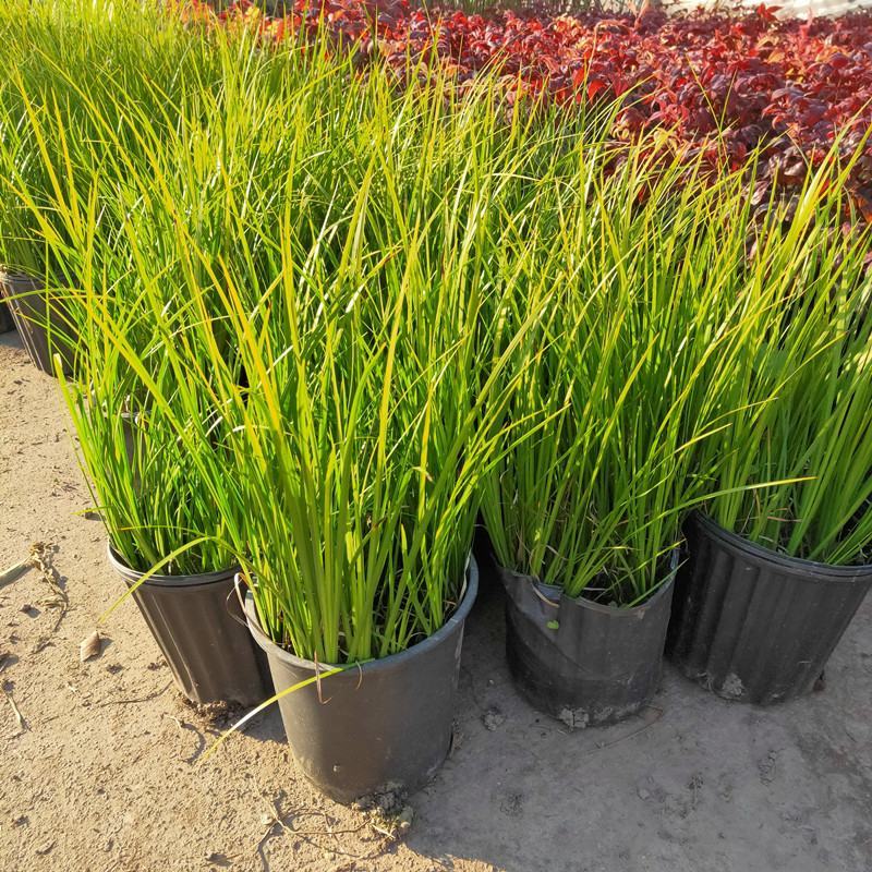 金叶石菖蒲银线矮蒲苇花叶山管兰盆栽黄金姬花镜植物庭院