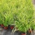 金叶石菖蒲银线矮蒲苇花叶山管兰盆栽黄金姬花镜植物庭院