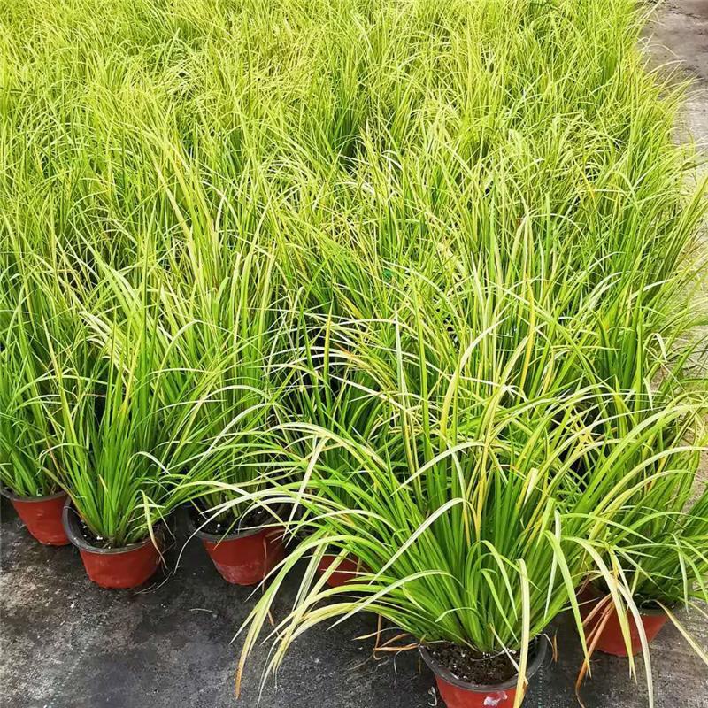 金叶石菖蒲银线矮蒲苇花叶山管兰盆栽黄金姬花镜植物庭院