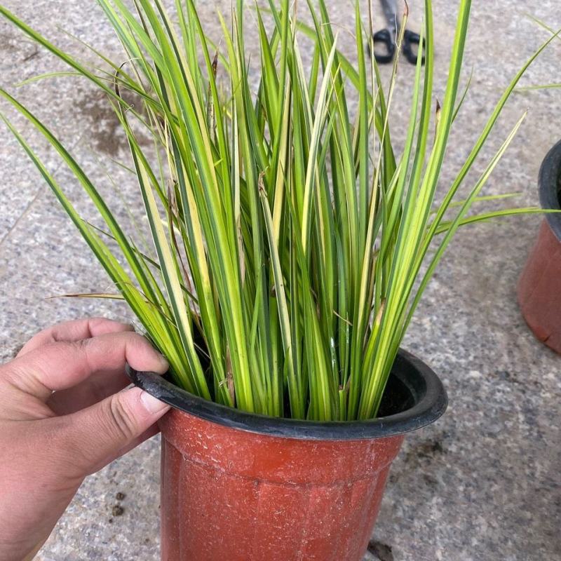 金叶石菖蒲银线矮蒲苇花叶山管兰盆栽黄金姬花镜植物庭院