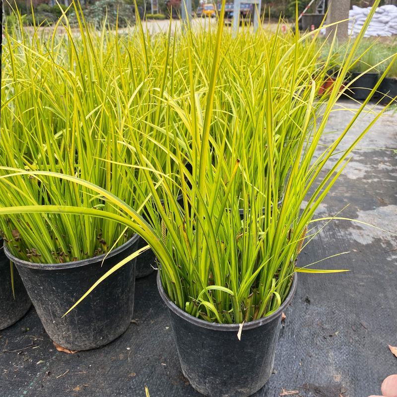 金叶石菖蒲银线矮蒲苇花叶山管兰盆栽黄金姬花镜植物庭院