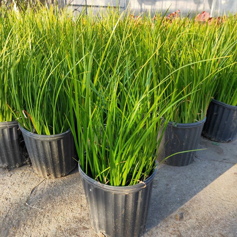 金叶石菖蒲银线矮蒲苇花叶山管兰盆栽黄金姬花镜植物庭院