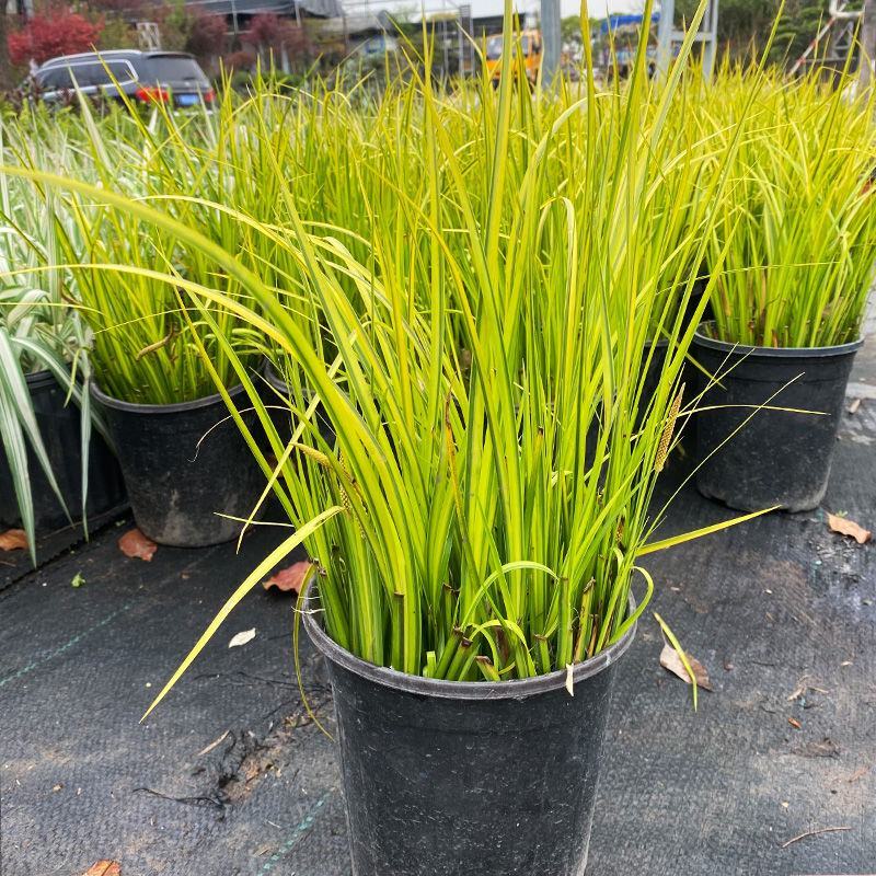 金叶石菖蒲银线矮蒲苇花叶山管兰盆栽黄金姬花镜植物庭院