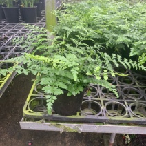 平安蕨盆栽吉姆蕨小盆栽室内耐半阴绿植可水培蕨类植物