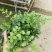 平安蕨盆栽吉姆蕨小盆栽室内耐半阴绿植可水培蕨类植物