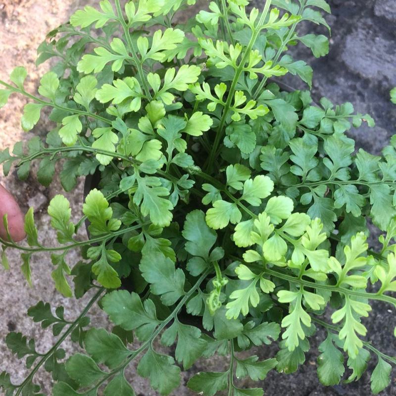 平安蕨盆栽吉姆蕨小盆栽室内耐半阴绿植可水培蕨类植物